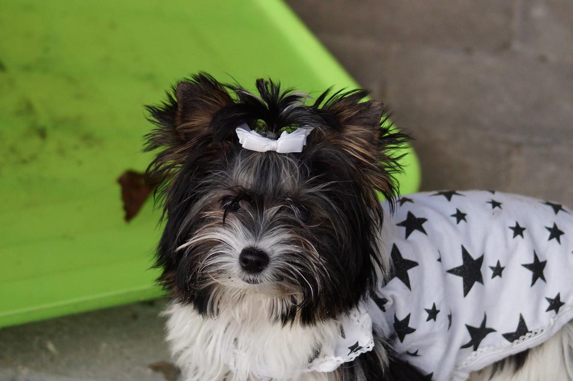 Biewer yorkshire terrier Hamila billede 10