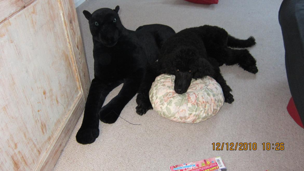 Storpuddel Be-Diva Balder The Kind God:* - Forskel?? <3 billede 9