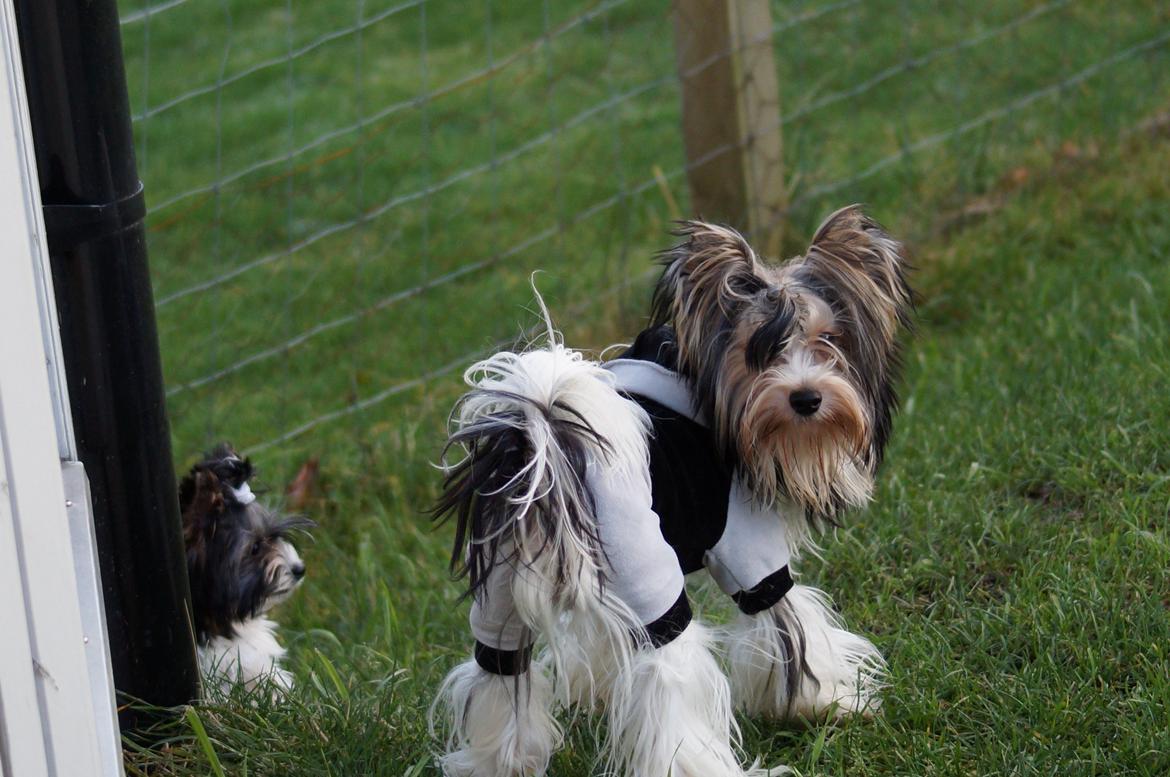 Biewer yorkshire terrier Ejner billede 8