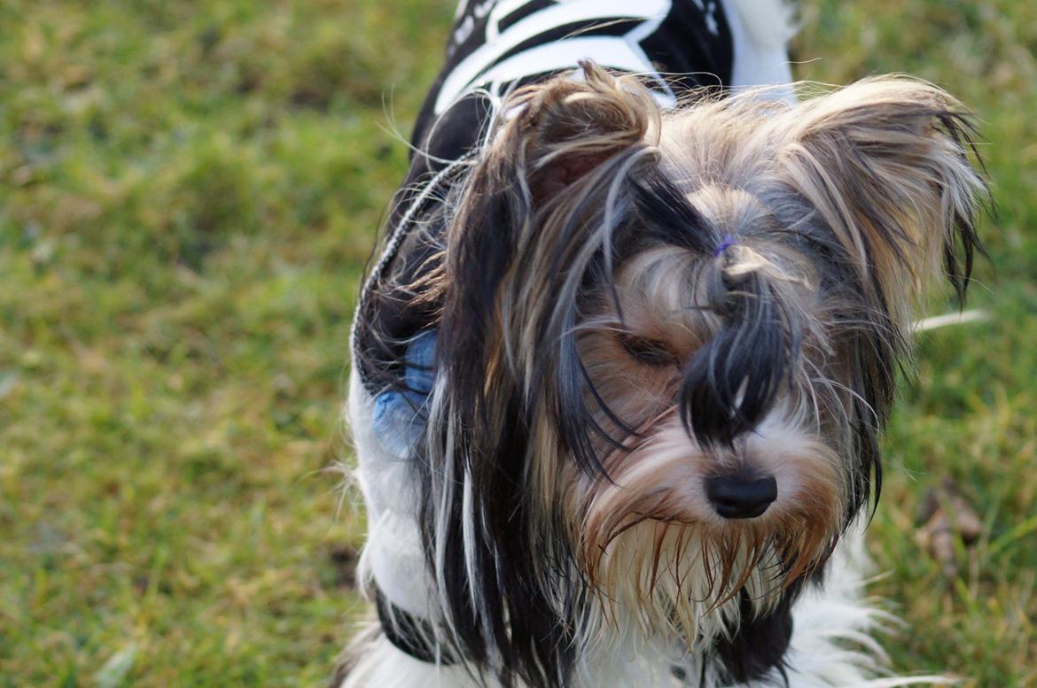 Biewer yorkshire terrier Ejner billede 9