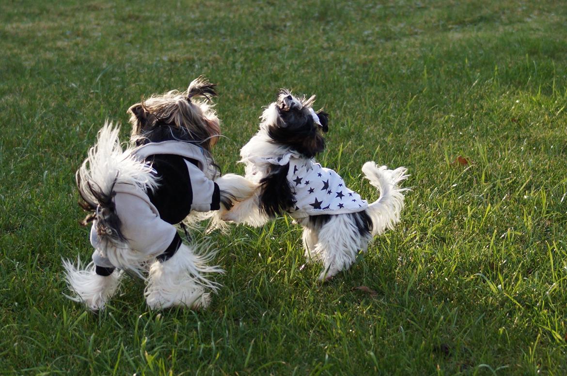 Biewer yorkshire terrier Ejner billede 10