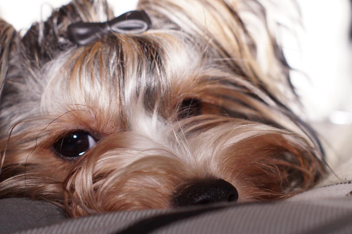 Biewer yorkshire terrier Ejner billede 1