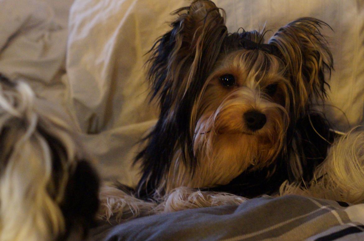 Biewer yorkshire terrier Ejner billede 11