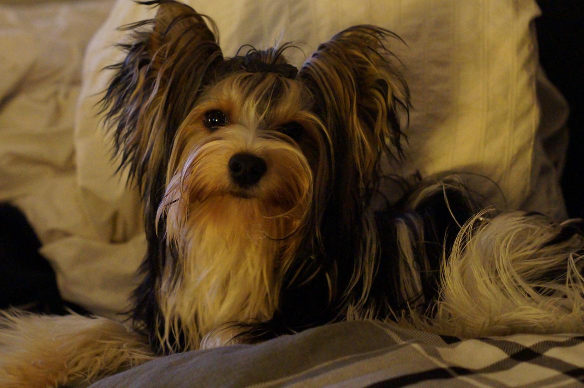 Biewer yorkshire terrier Ejner billede 12