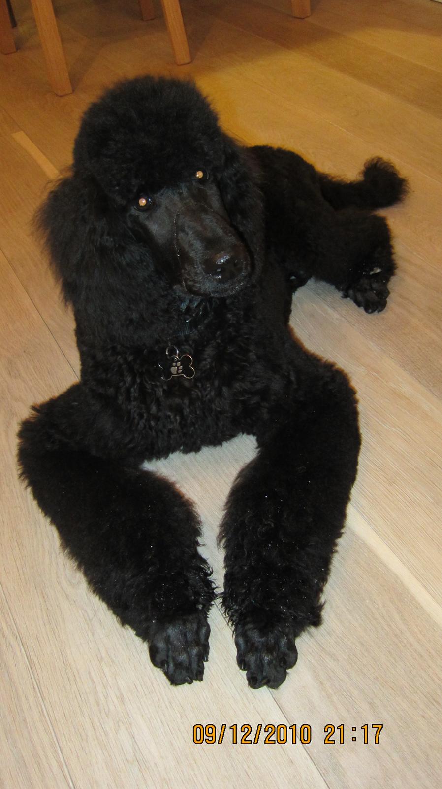 Storpuddel Be-Diva Balder The Kind God:* - efter... billede 8