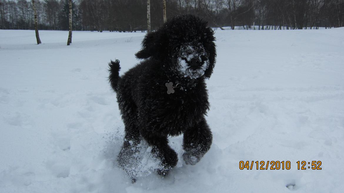 Storpuddel Be-Diva Balder The Kind God:* - Vinter 2010 :*
(legenden om den hvide vaskebjørn) billede 4