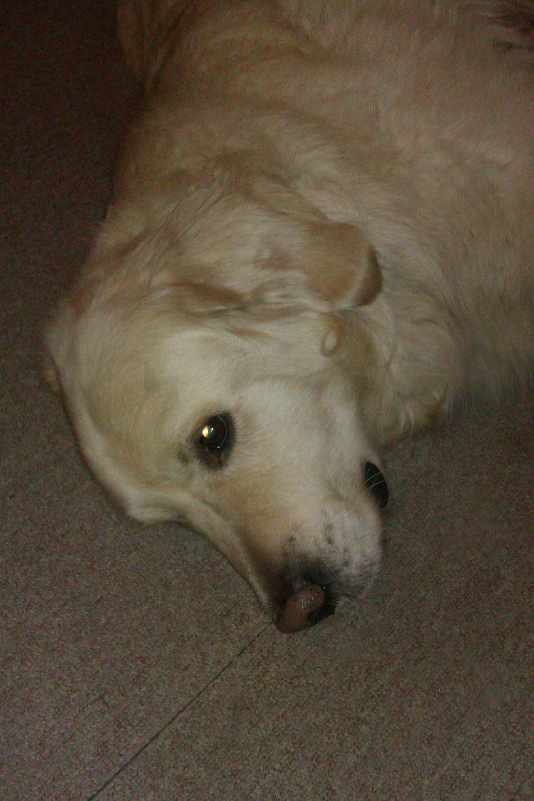 Golden retriever Golden Lady-Logde The Snow Man (Laffe) billede 1