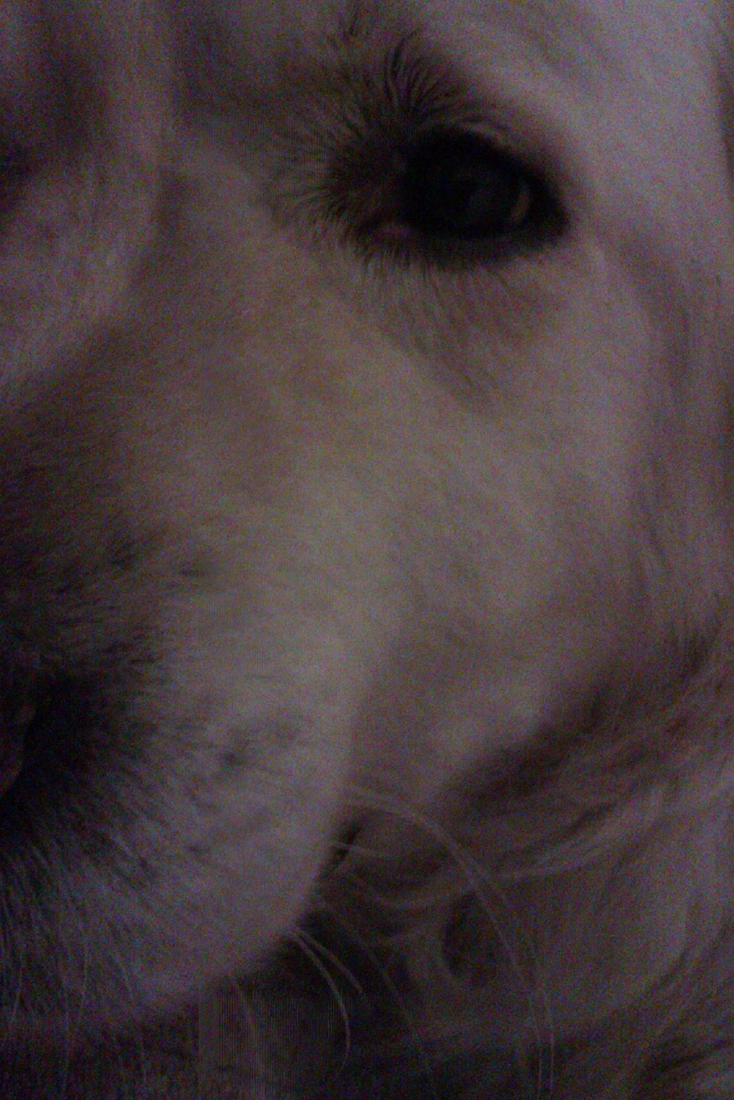 Golden retriever Golden Lady-Logde The Snow Man (Laffe) billede 2