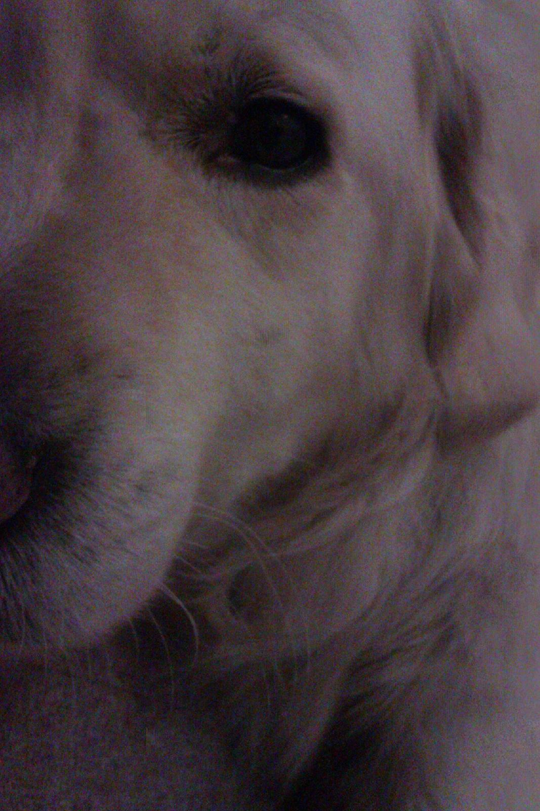 Golden retriever Golden Lady-Logde The Snow Man (Laffe) billede 3