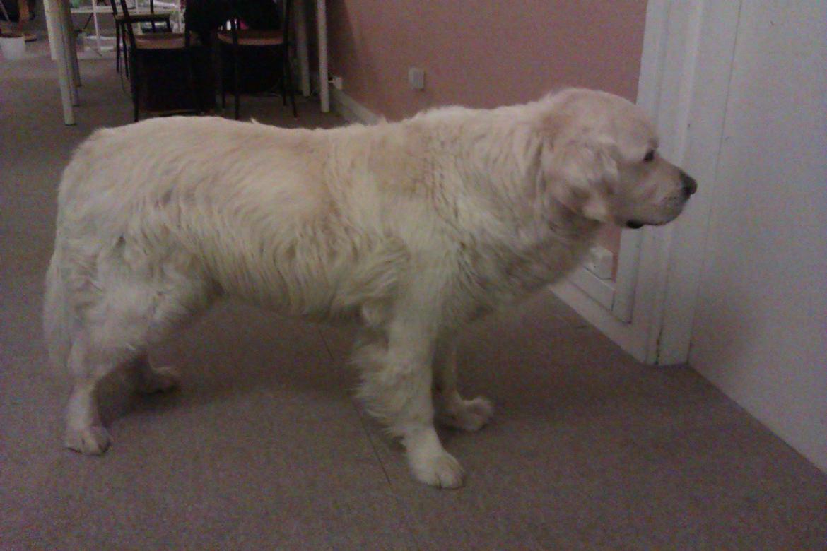 Golden retriever Golden Lady-Logde The Snow Man (Laffe) billede 4