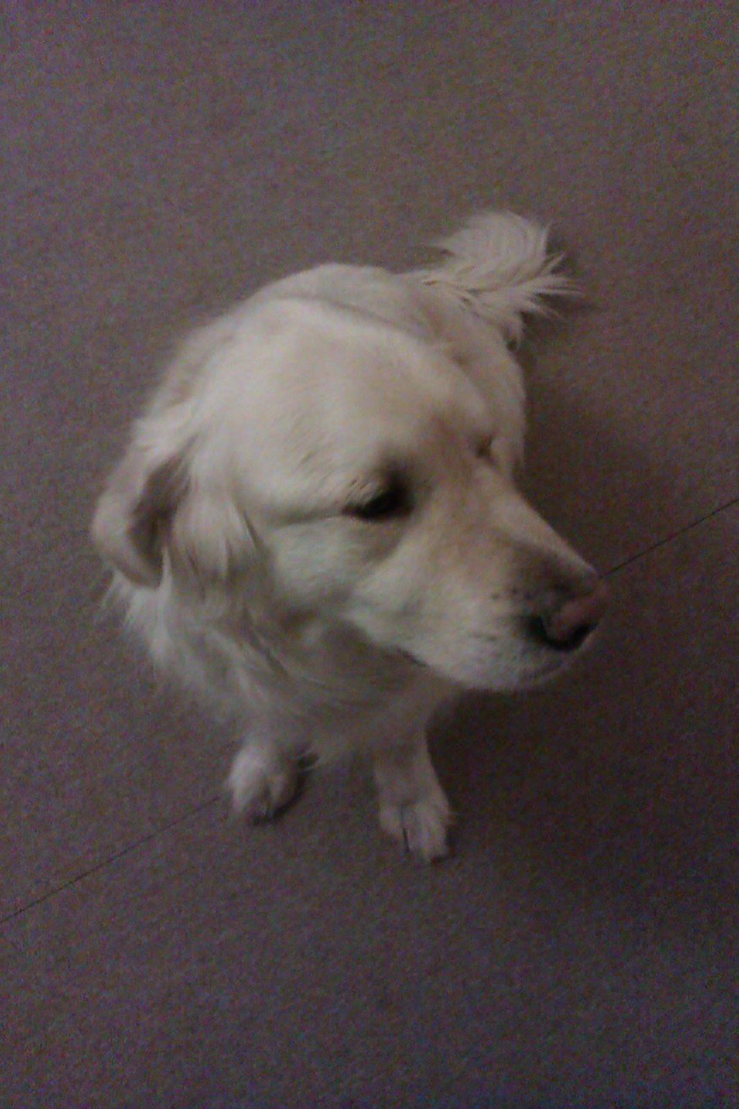 Golden retriever Golden Lady-Logde The Snow Man (Laffe) billede 5