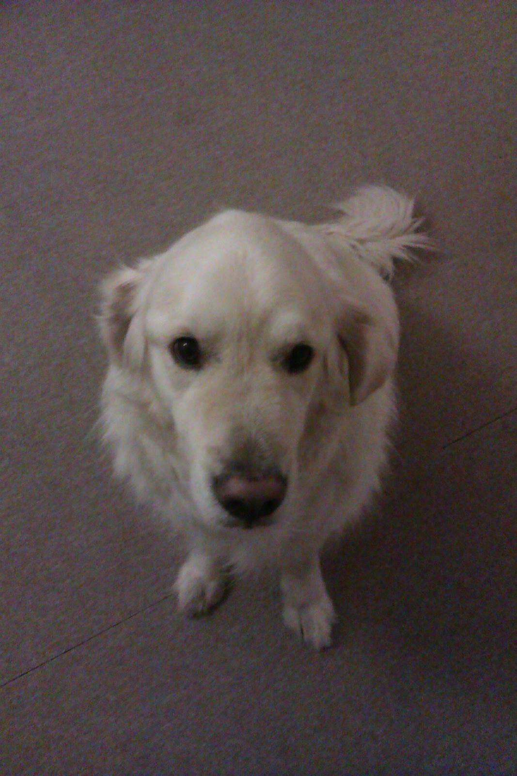 Golden retriever Golden Lady-Logde The Snow Man (Laffe) billede 6