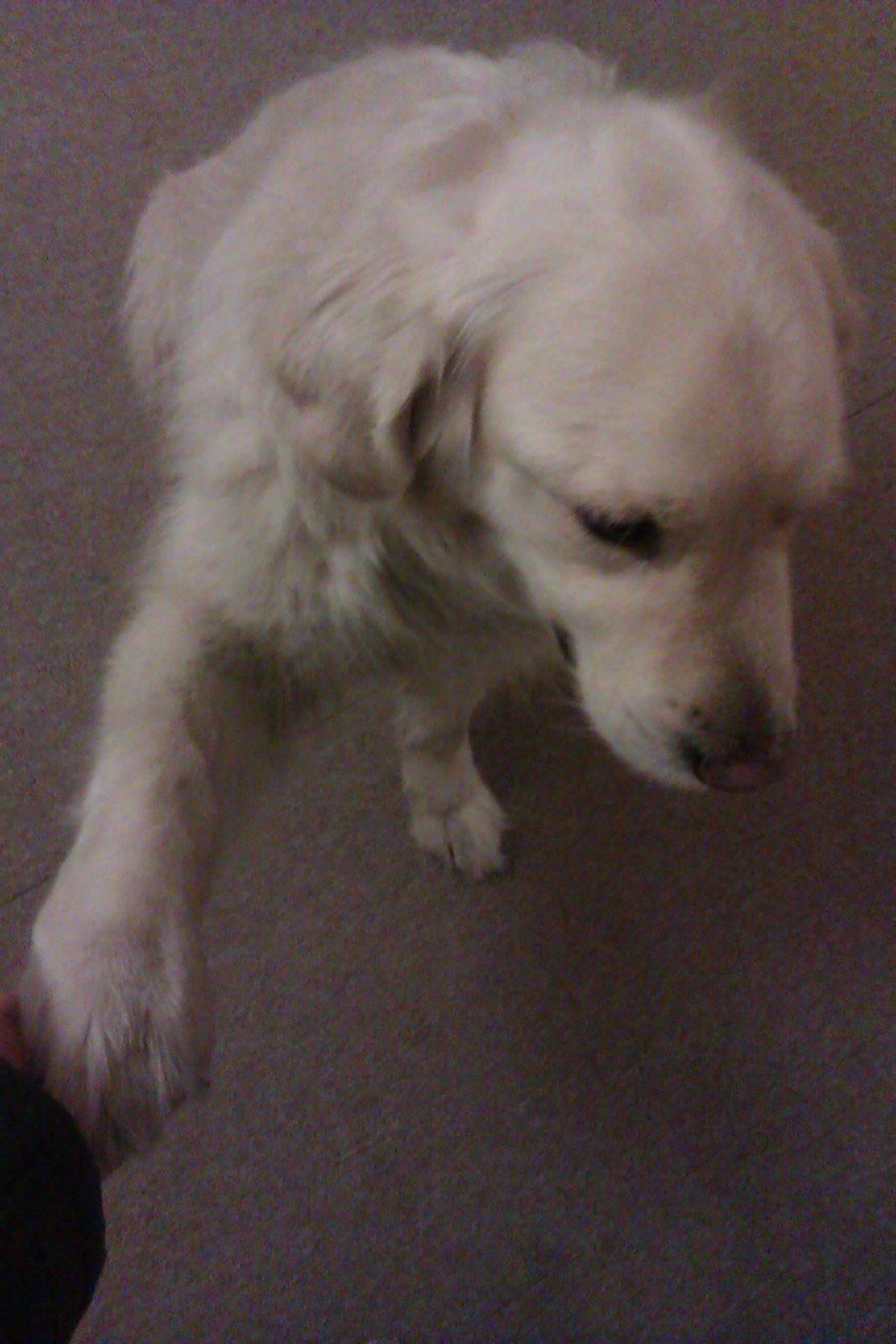 Golden retriever Golden Lady-Logde The Snow Man (Laffe) billede 7