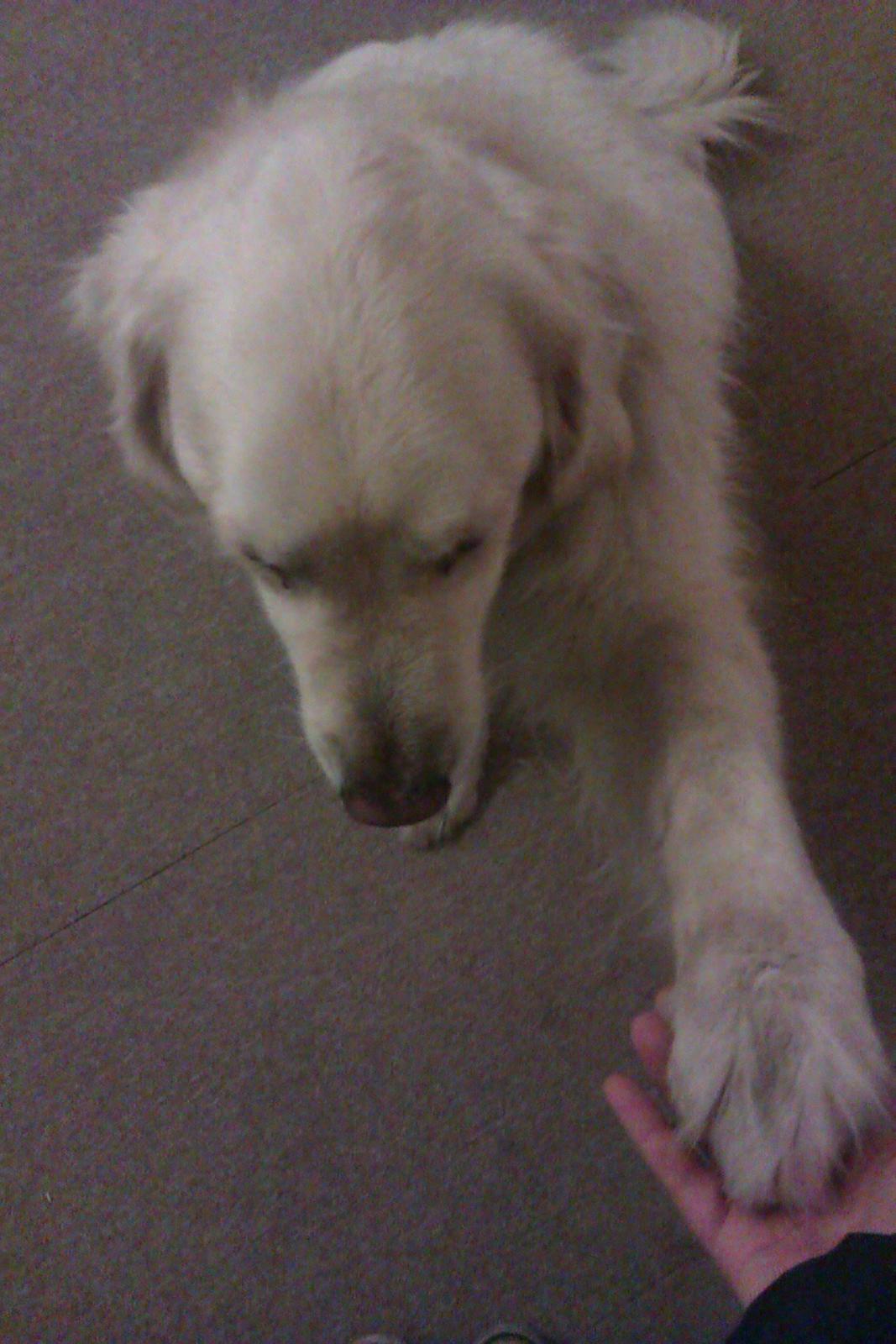 Golden retriever Golden Lady-Logde The Snow Man (Laffe) billede 8