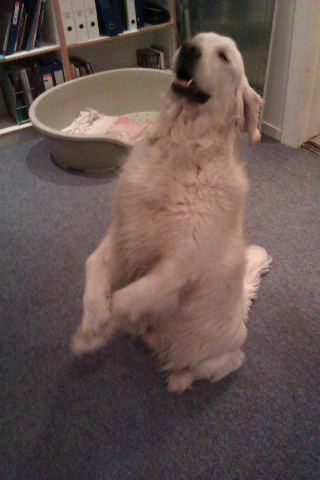 Golden retriever Golden Lady-Logde The Snow Man (Laffe) billede 9