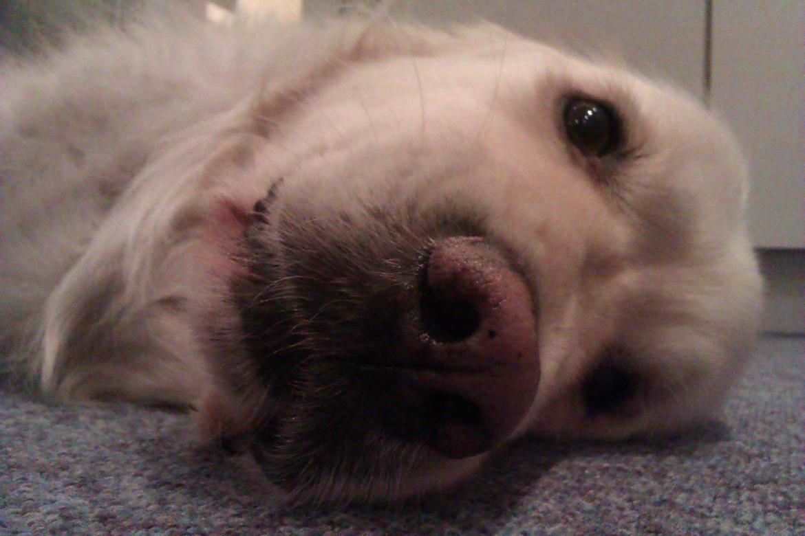 Golden retriever Golden Lady-Logde The Snow Man (Laffe) billede 10