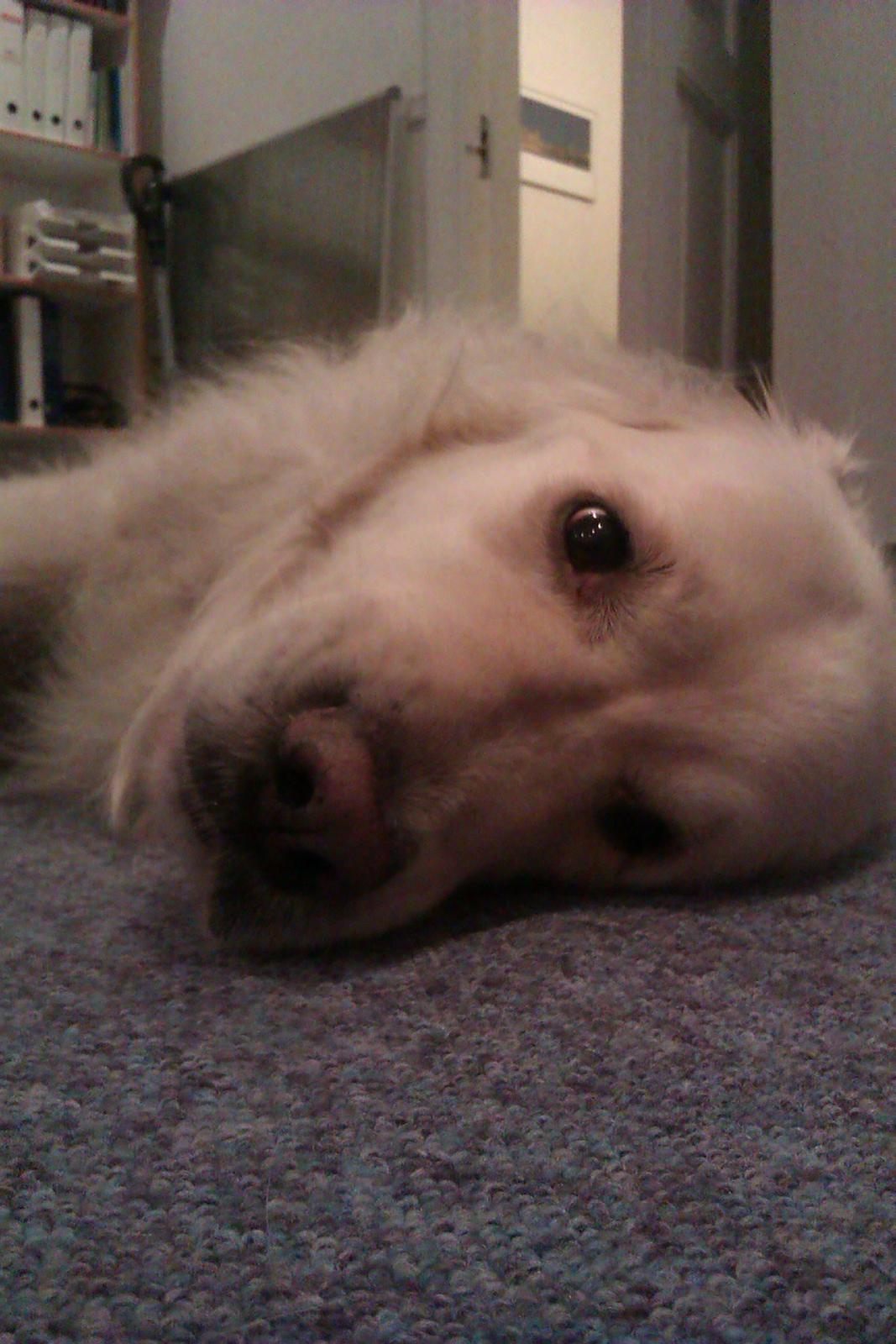 Golden retriever Golden Lady-Logde The Snow Man (Laffe) billede 11