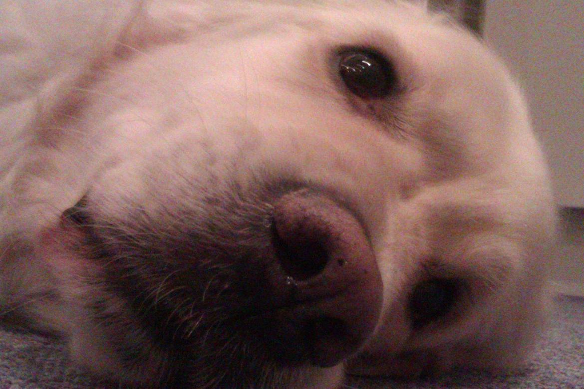 Golden retriever Golden Lady-Logde The Snow Man (Laffe) billede 12