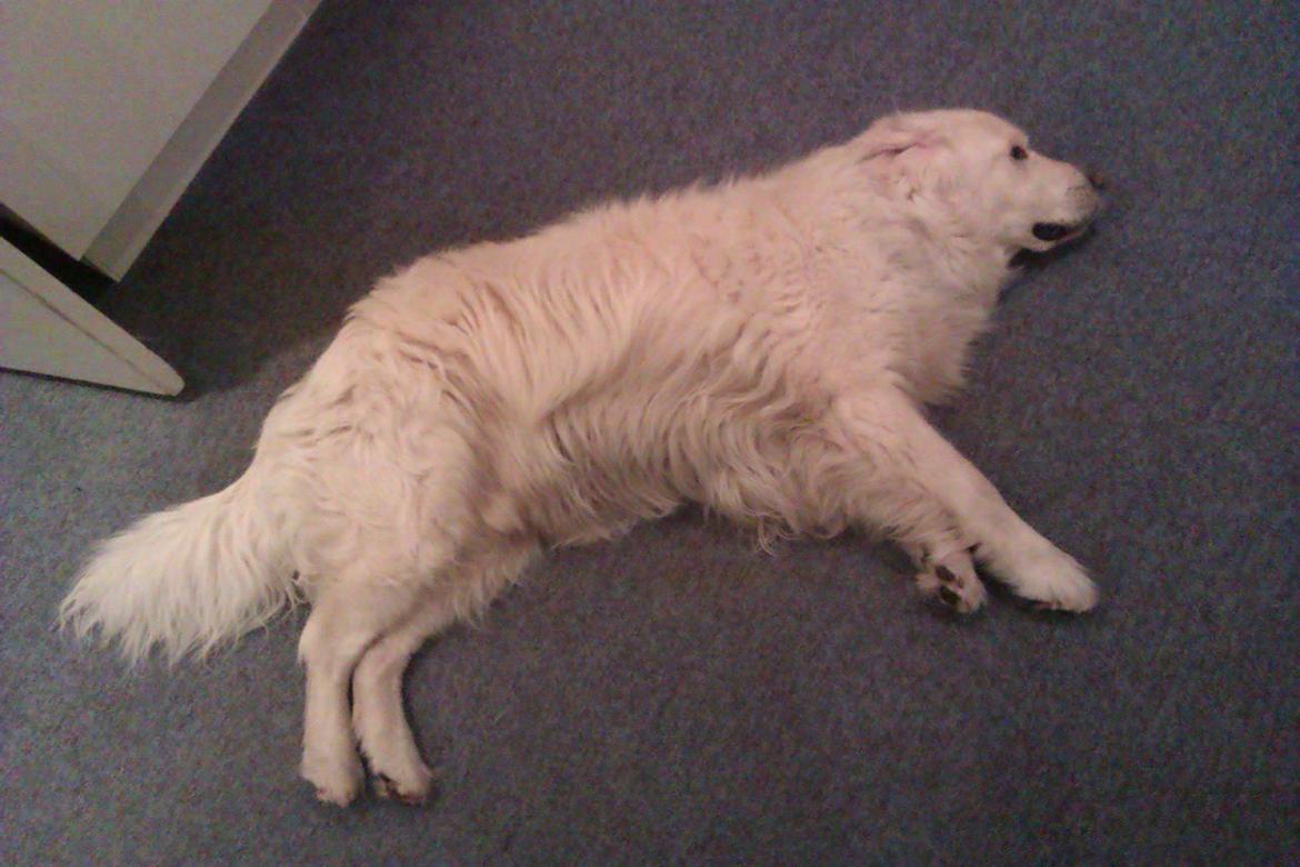 Golden retriever Golden Lady-Logde The Snow Man (Laffe) billede 13