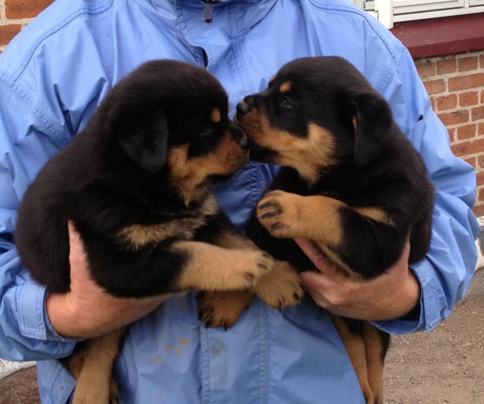 Rottweiler Diva - Da vi var ude og se på Diva, og alle hendes søskende! billede 9