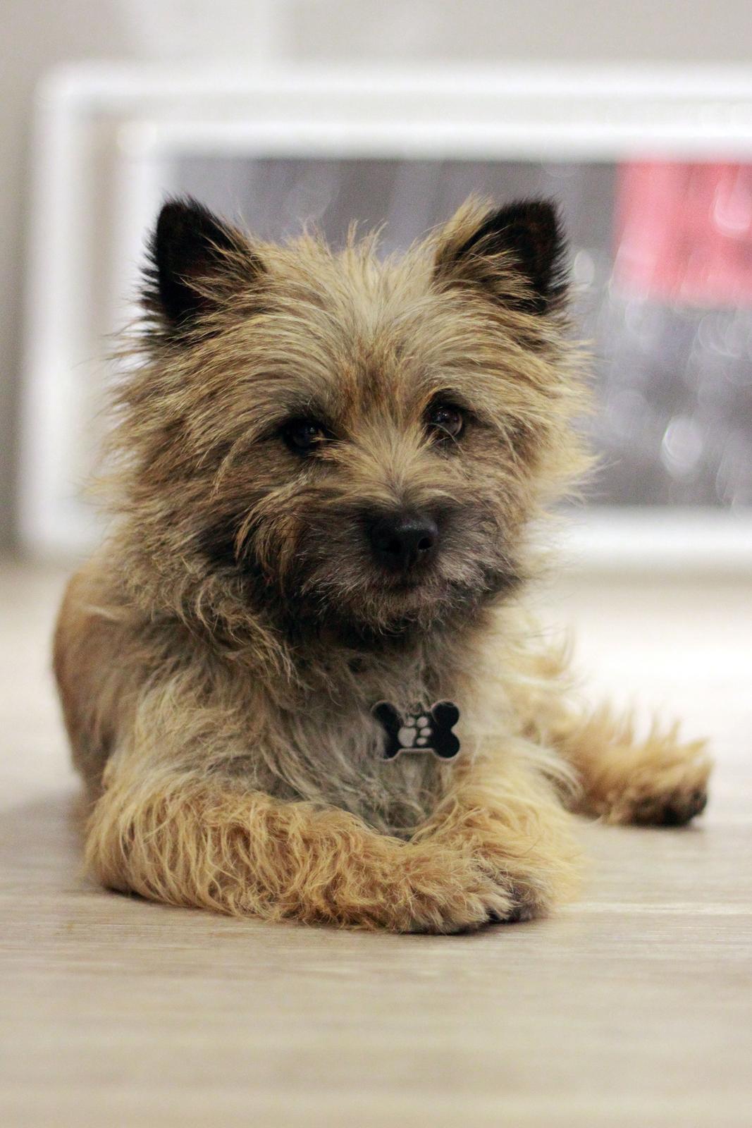 Cairn terrier Jensen aka Gulvmoppen - "Jeg ligger bare, er det et problem mor ?" billede 10