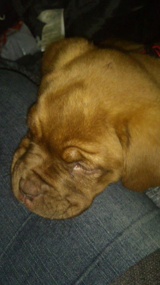 Dogue de bordeaux frigg - på vej hjem 2300 km billede 6