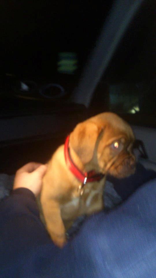 Dogue de bordeaux frigg - jeg vil op billede 7