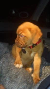 Dogue de bordeaux frigg - så vil jeg gerne ned igen billede 8