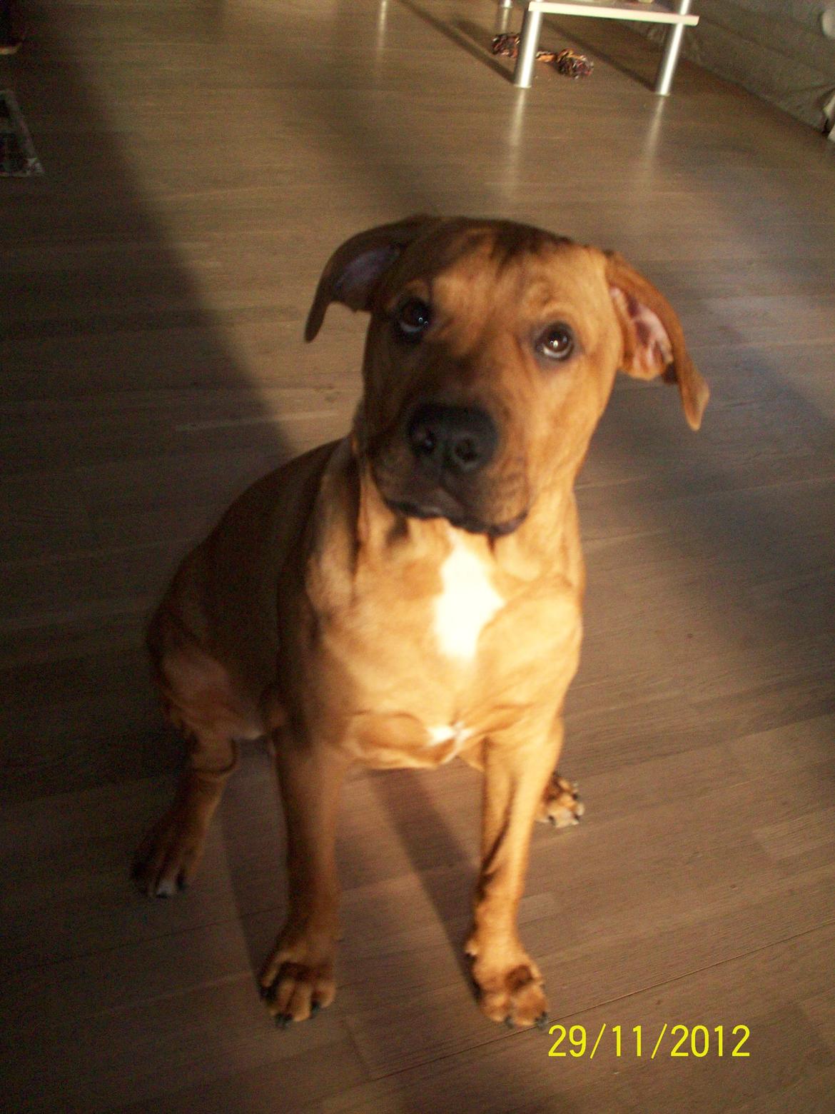 Blanding af racer Charlie billede 19