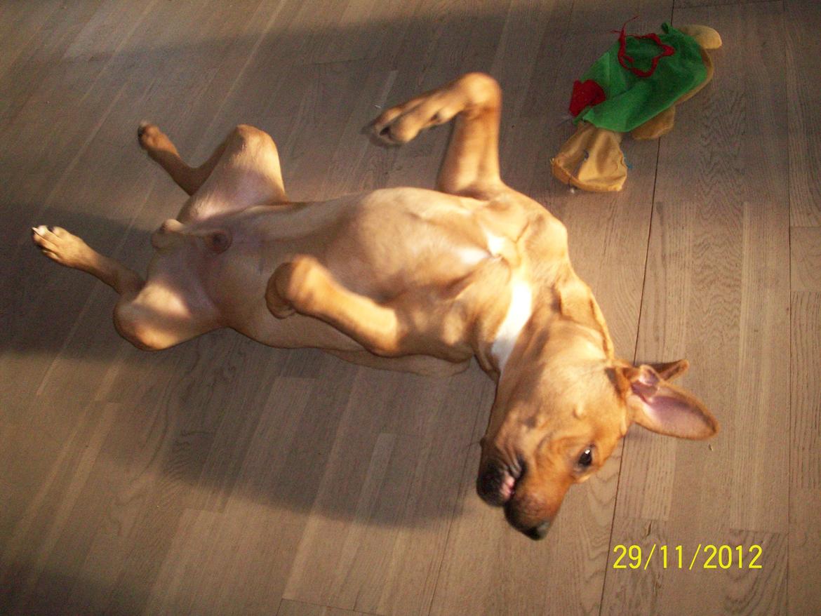 Blanding af racer Charlie billede 20