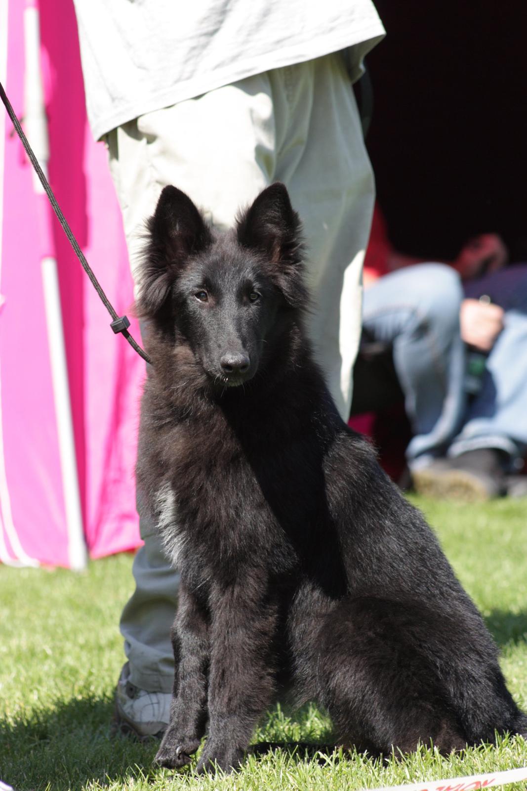 Groenendael Bonja billede 1