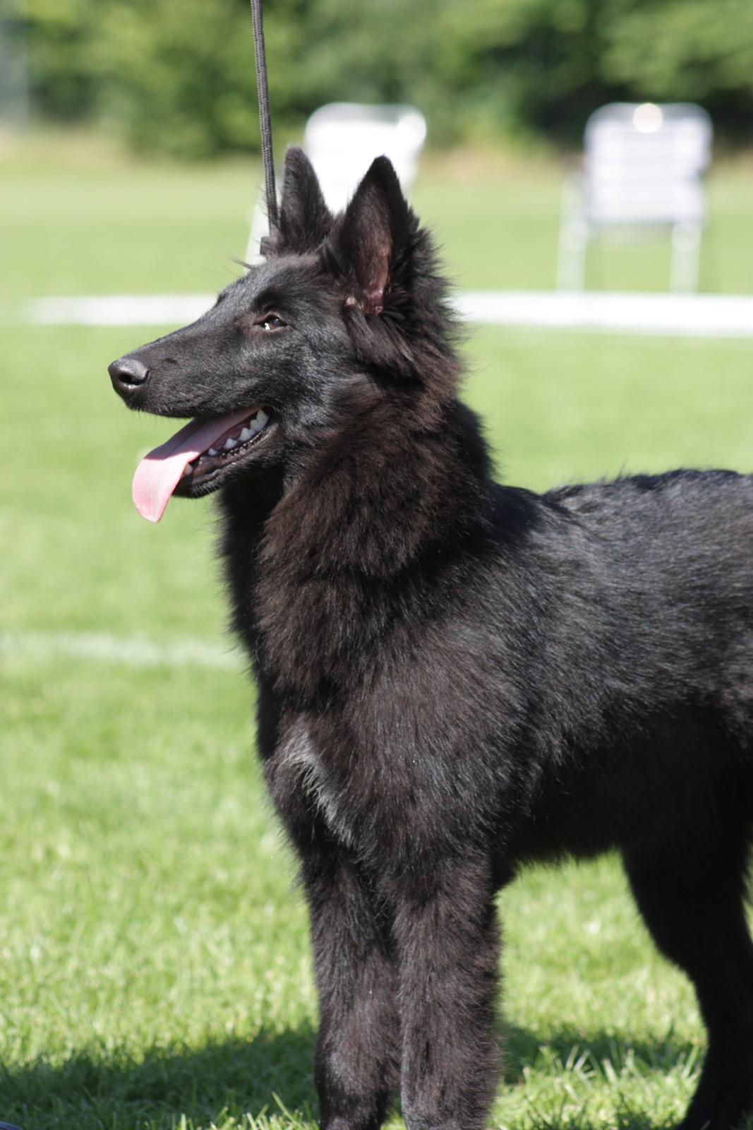 Groenendael Bonja billede 2