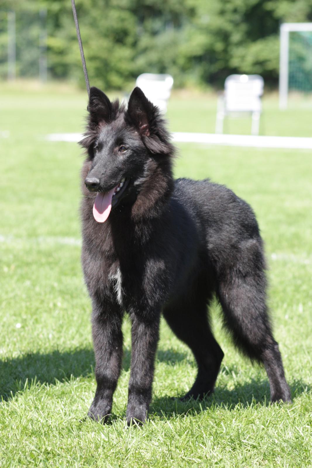 Groenendael Bonja billede 3