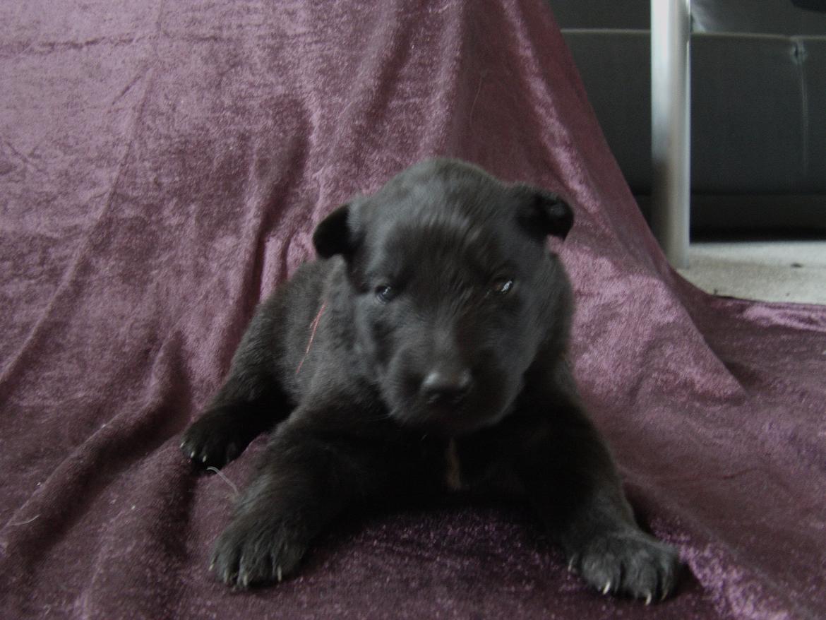 Groenendael Bonja billede 4