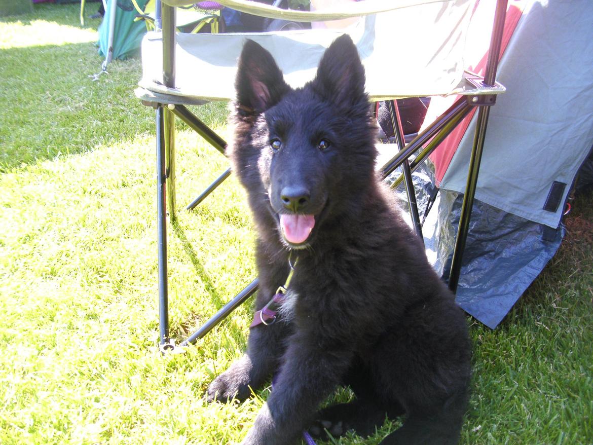 Groenendael Bonja billede 5