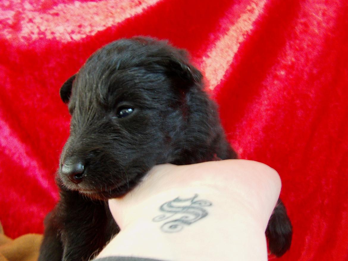 Groenendael Bonja billede 6