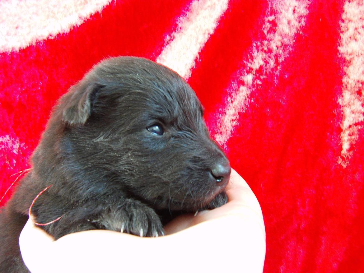 Groenendael Bonja billede 7