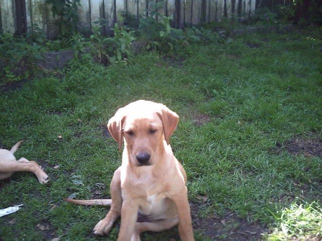 Labrador retriever Kenja Timber Road billede 5