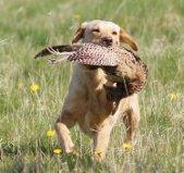 Labrador retriever Kenja Timber Road - er jeg ikke bare dygtig billede 6