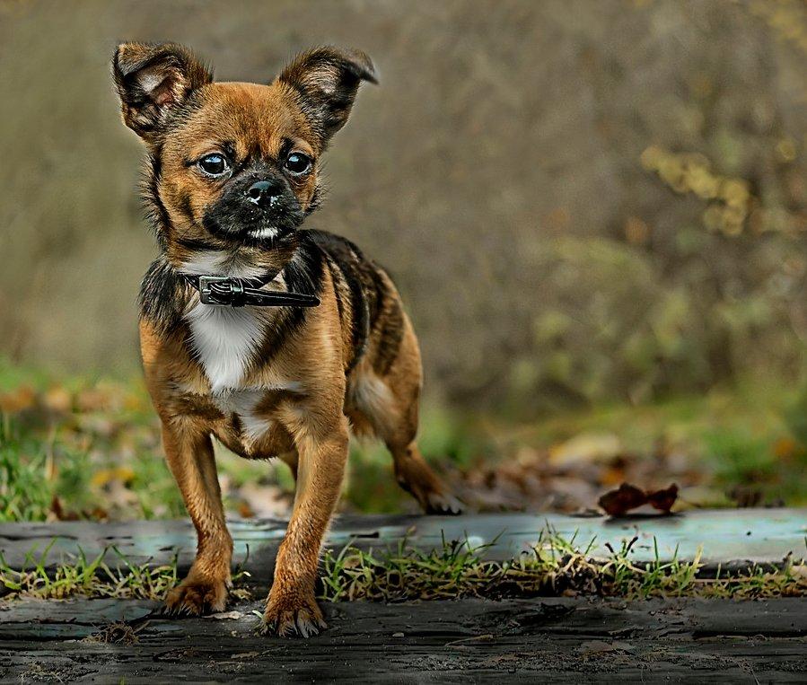 Blanding af racer Milo. billede 1