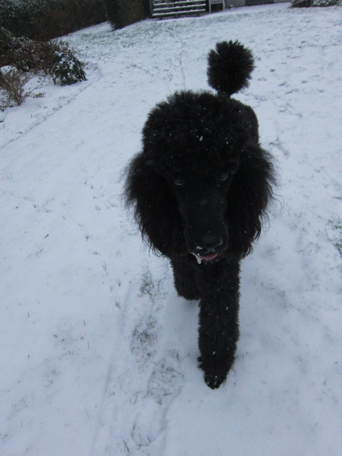 Storpuddel Be-Diva Balder The Kind God:* - Hjælp min tunge fryser:/
 billede 10