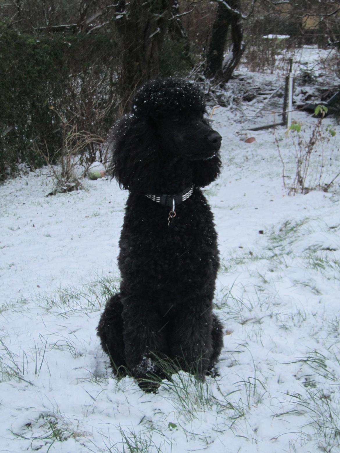 Storpuddel Be-Diva Balder The Kind God:* - Im A King, and I Know It<3 billede 11