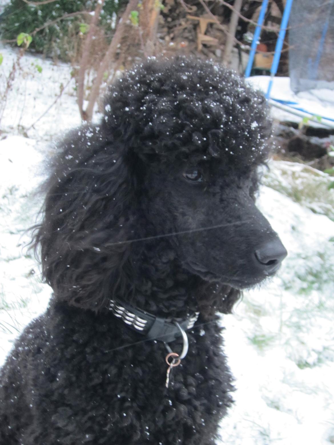 Storpuddel Be-Diva Balder The Kind God:* - Ruf!<3 billede 12