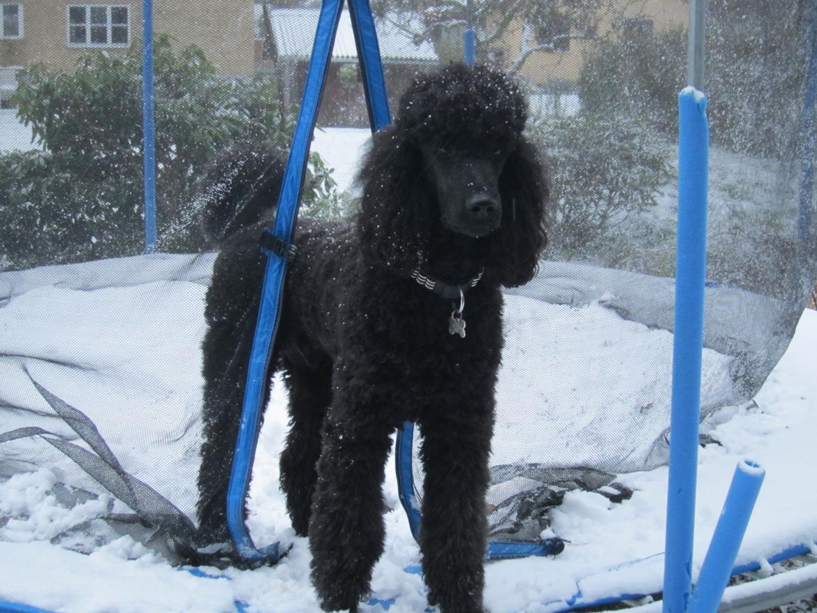 Storpuddel Be-Diva Balder The Kind God:* - Han elsker min trampolin ;) billede 13