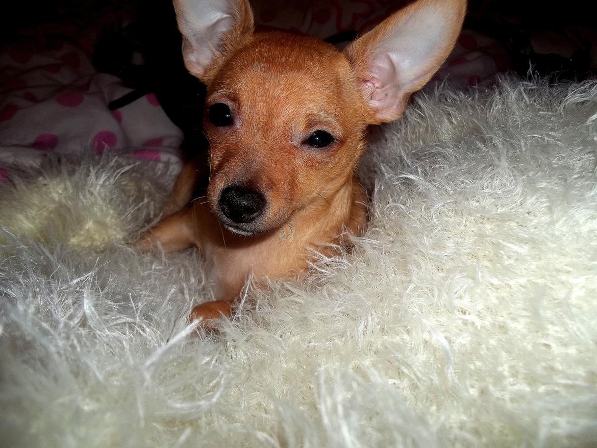 Chihuahua Nenomi<3 billede 9