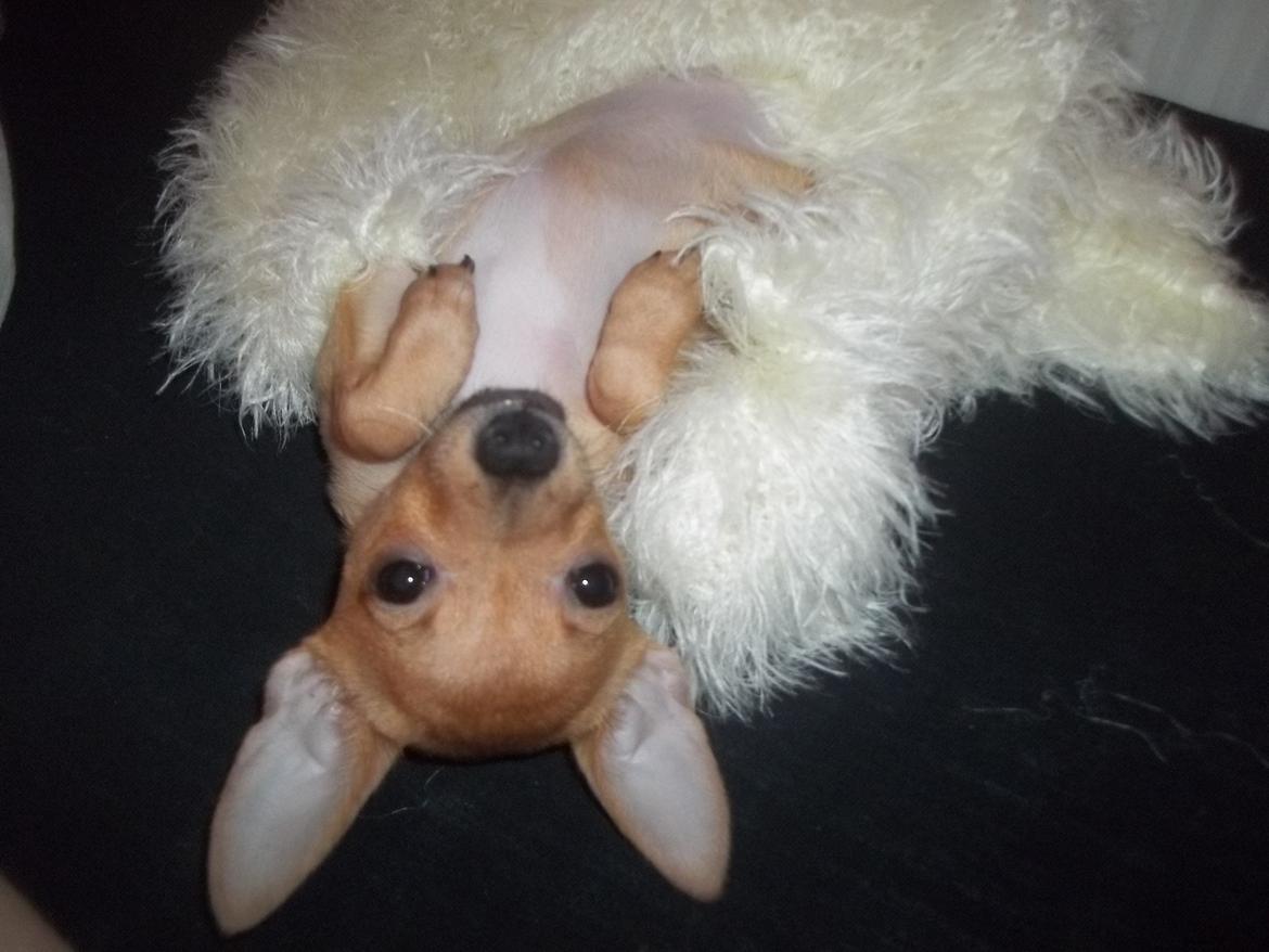 Chihuahua Nenomi<3 billede 10