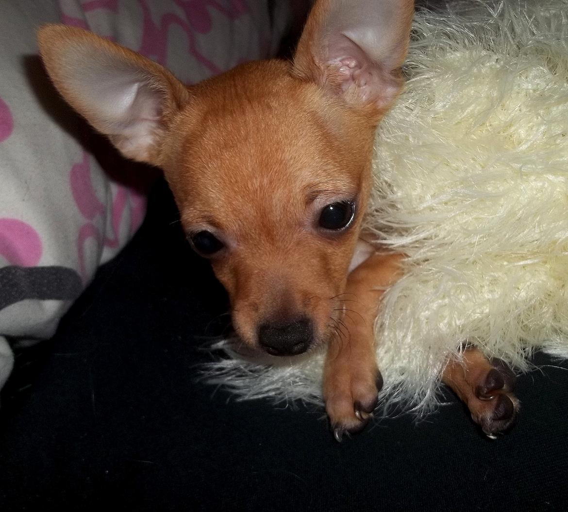 Chihuahua Nenomi<3 billede 11