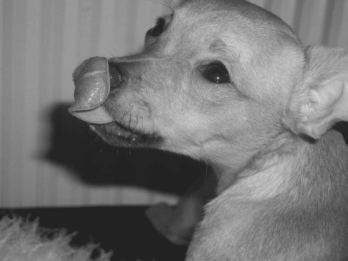 Chihuahua Nenomi<3 billede 12