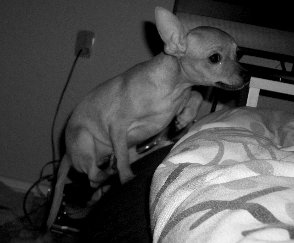 Chihuahua Nenomi<3 billede 13