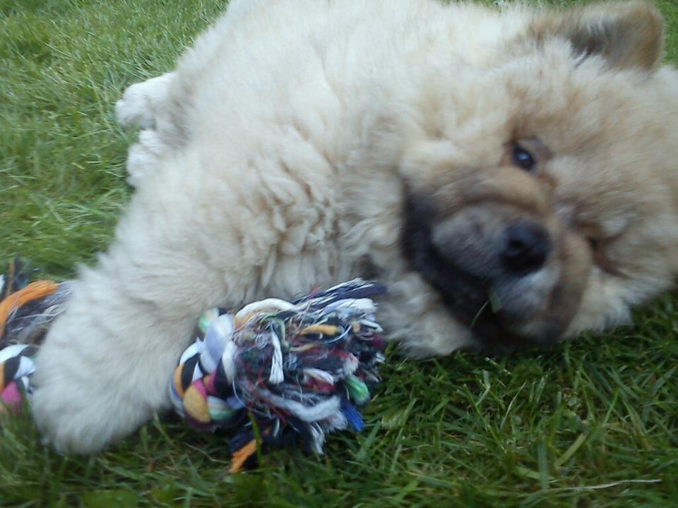 Chow chow azlan - ude i haven!!<3 billede 1